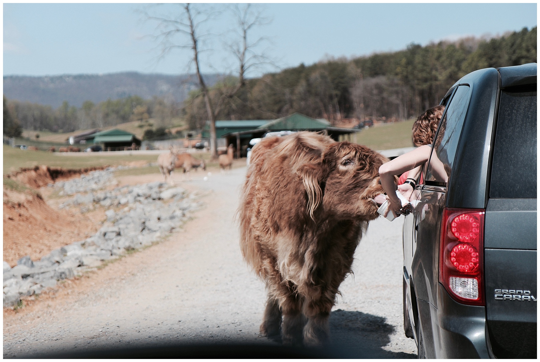 2017-04-15_0019.jpg misty saves the day, small business owner, virginia safari, small business owner vacation, family vacation, massanutten resort, massanutten vacation, natural bridge, natural bridge vacation, skyline drive