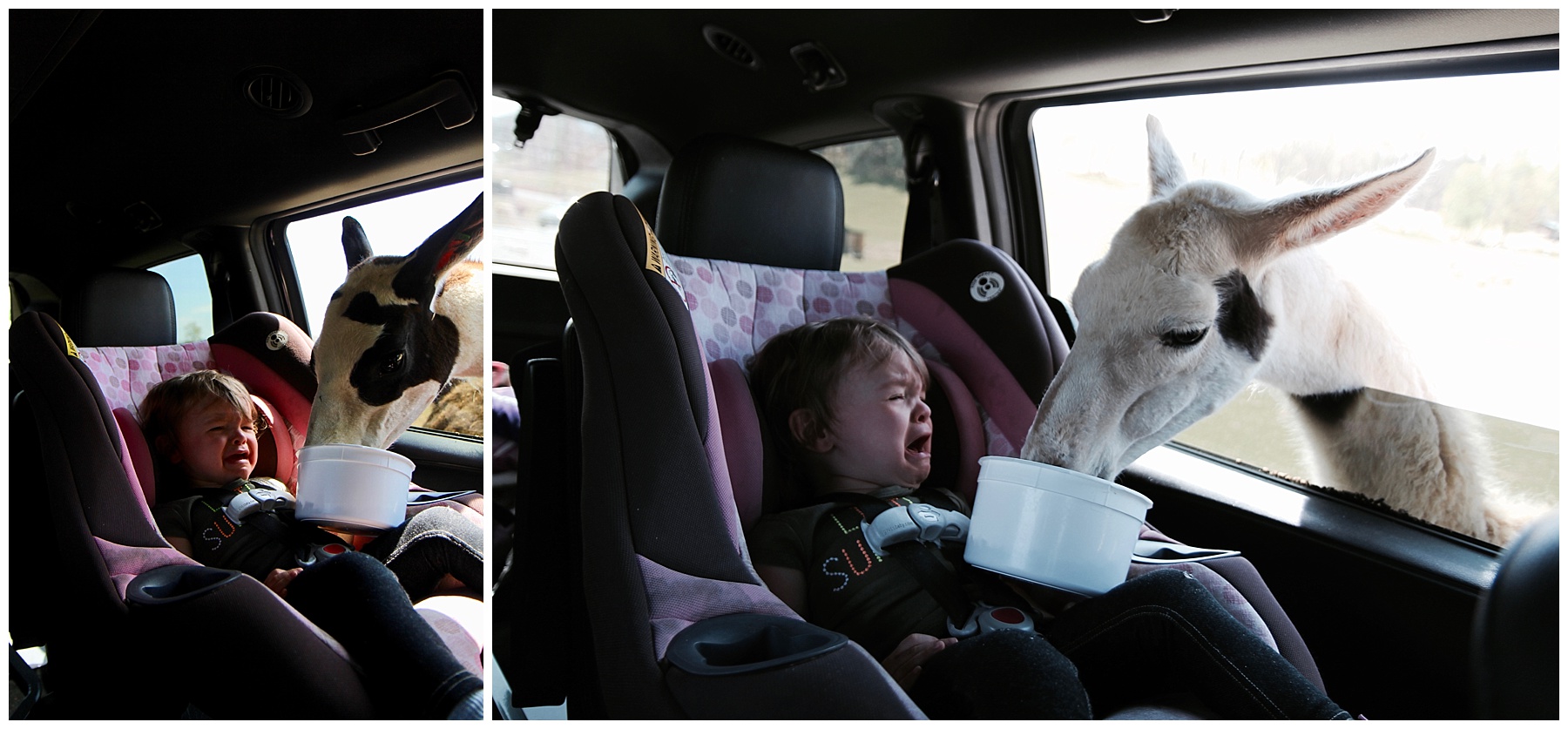 2017-04-15_0020.jpg misty saves the day, virginia safari, small business owner, small business owner vacation, family vacation, massanutten resort, massanutten vacation, natural bridge, natural bridge vacation, skyline drive