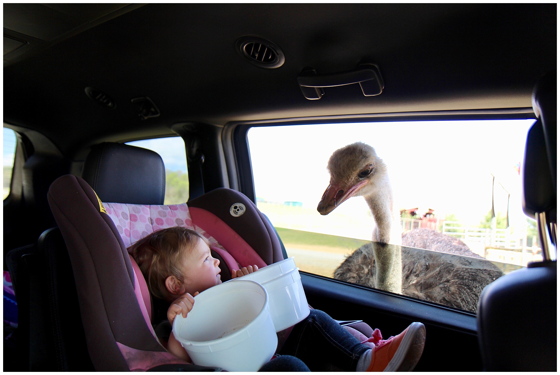 2017-04-15_0022.jpg misty saves the day, virginia safari, small business owner, small business owner vacation, family vacation, massanutten resort, massanutten vacation, natural bridge, natural bridge vacation, skyline drive